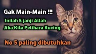 5 Janji Allah Bagi Orang Yang Suka Pelihara Kucing  No 5 Paling dibutuhkan