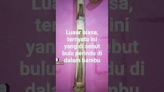 luar biasa ternyata ini yang di sebut bulu perindu dalam bambu