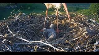 MOTHER STORK PICKS ON STORKLET THEN BROODS IT.