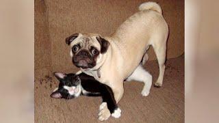 Funny PUGS and CATS - Weir combination for ULTRA LAUGHS