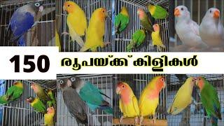 150 രൂപ മുതൽ കിളികൾ  African love birds  Finches  birds sales in kerala  Low price