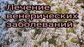 Лечение венерических заболеваний. Целители. Народные рецепты.