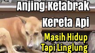 Anjing Ketabrak Kereta Api Masih Hidup Tapi Linglung