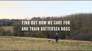 Were all in for them  How We Care for and Train Battersea Dogs