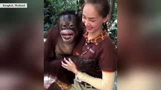 Orangutan gropes female animal handler  New York Post