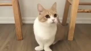 Funny Cat Video Compilation From Twitter