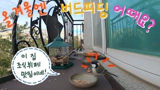 첫 버드피딩 Bird feeding 올 겨울 버드피딩 어떤가요?