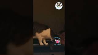Cute And Funny Kitten Falling Moment  Kitty  Lovely Pet #shorts