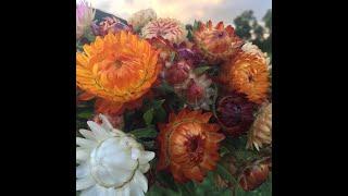 How & When to Harvest Strawflower