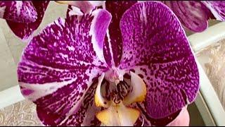 Второй день нового поступления орхидей Викторио Гелакси Манхеттен Скорпио Кадиллак ...