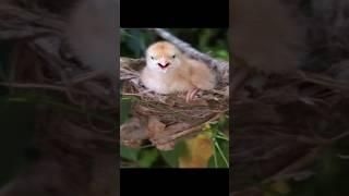 One chick Continuous Crying