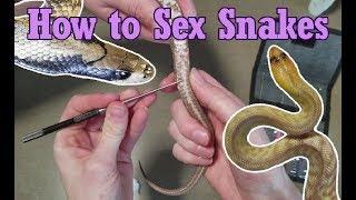 How to Sex Probe Snakes
