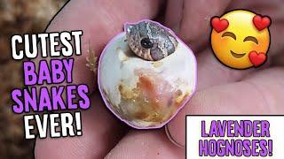 More Lavender Hognose Snakes Hatching