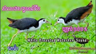 Relaxing_សំលេងសត្វមាន់ទឹក ១០០%  White Breasted Waterhen 100%  ນ້ຳເຕົ້ານົມສີຂາວ 100 นกกระเต็นอกขาว