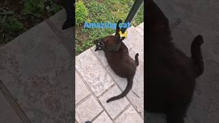 Amazing Cat  #cat #subscribe #catlove #viral #animals