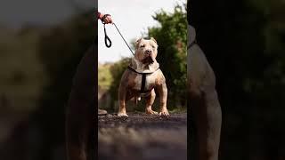 brown Hulk Pitbull are back in the world #attitude_whatsapp_status