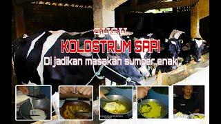 Susu kolostrum sapi  kolostrum sapi di jadikan masakan super mantap