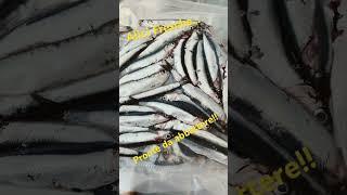 Abbattiamo alici fresche per fare alici marinate pescate fresche mediterraneo
