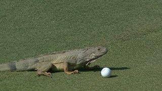 Iguana attacks Andrew Loupes ball at the Puerto Rico Open