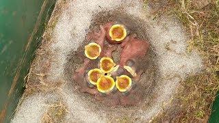 Tit chicks in the nest. Allvideo