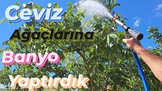 ceviz bahçesi zararla mücadelesi böcek ilacı uygulaması #ceviz #ağaçlar #cevizlik