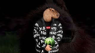 Capybara - After Party Pull Up Full Version 1080p