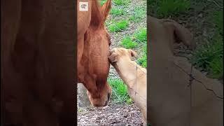 Beautiful Friendship Horse and Dog - Via cavalariabrasileira