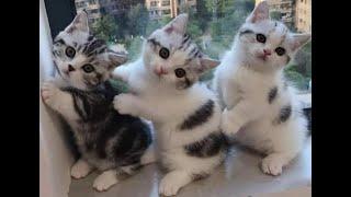  Funny kittens for a good mood  The best jokes with cats and kittens 