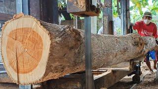 Sawing popular tree trunks up to 3 meters high