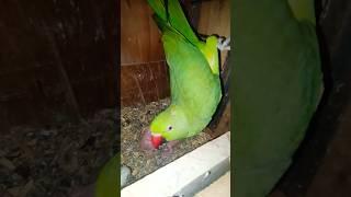 Parrot Mother attacking  #cutebird #parrot #shorts