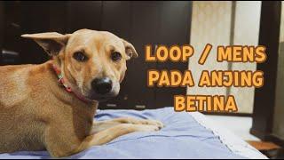 #55 Menstruasi Loop Pada Anjing  LUNA HAPPY FAMILY  Indonesia