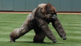 Craziest Animal Interference Moments in Sports History