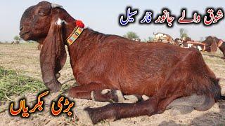 Ashraf Gujjar Goat Farm Sahiwal  Giant Goats