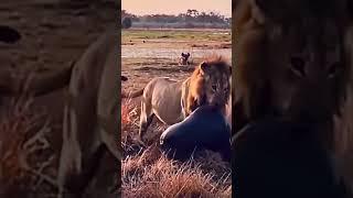 King of the jungle  Lion vs. hyenas  #shortsvideo #shortsfeed #lion
