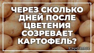 Через сколько дней после цветения созревает картофель?  toNature.Info