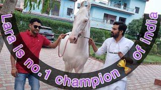 Lara is the no.1 champion  of IndiaGujjartop champion @PagalGujju2 @BalbirSinghvlogs