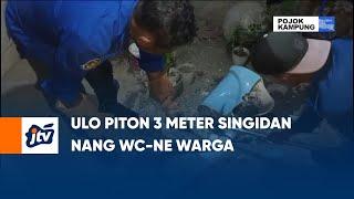 Ulo Piton 3 Meter Singidan Nang WC ne Warga  POJOK KAMPUNG JTV