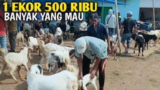 Harga Kambing Hari ini Bikin Pengen Beli