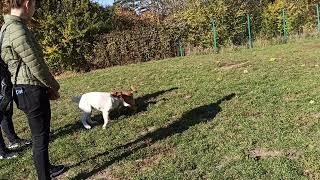 Luna plays with another doggo in the dog park 2021-10-24