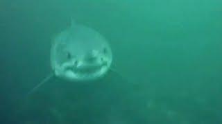 Great white shark spotted off the coast of Nova Scotia  CAUGHT ON CAM