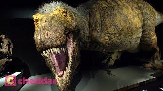 New Exhibit Unveils A More Accurate T-Rex - Cheddar Explores