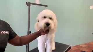 Trimming a Golden Doodle Part-3