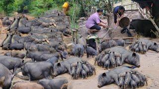 Pigs give birth man moves piglets from the forest to the farm