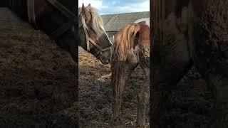 Stallion wants to meet the mare 2023 ।  Beautiful Horse