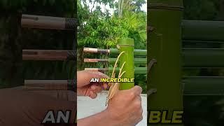 Triple Arrow Bamboo Invention #bamboo #Slingshots #DIY