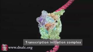 DNA Transcription Advanced