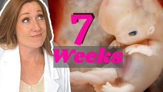 Week 7 of Pregnancy PLUS General Dos and Donts During Pregnancy