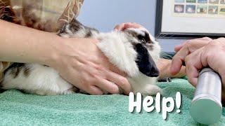 How I got my bunnies to the vet  Body exam 🩺