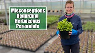 Common Misconceptions About Herbaceous Perennials  Excellent Options for the Garden Border