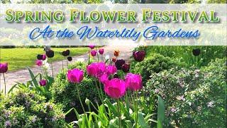 Spring Flower Festival at the Waterlily Gardens - Tulips Bluebells & Daffodils